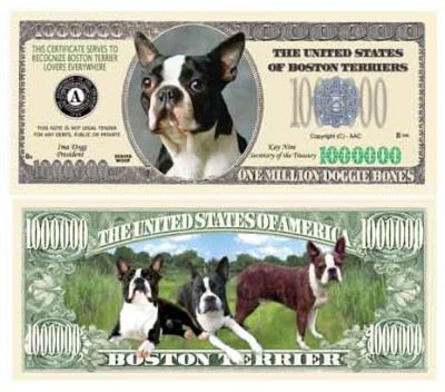 Dog_Boston_Terrier